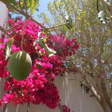 Casa Mango - Coloradas - * פלאיה בלנקה